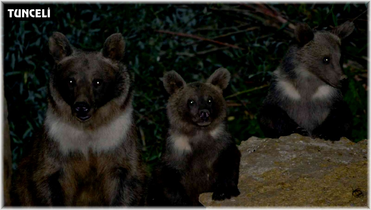 Anne ayı ve yavruları, patlayan flaşlara aldırmadan karnını doyurdu