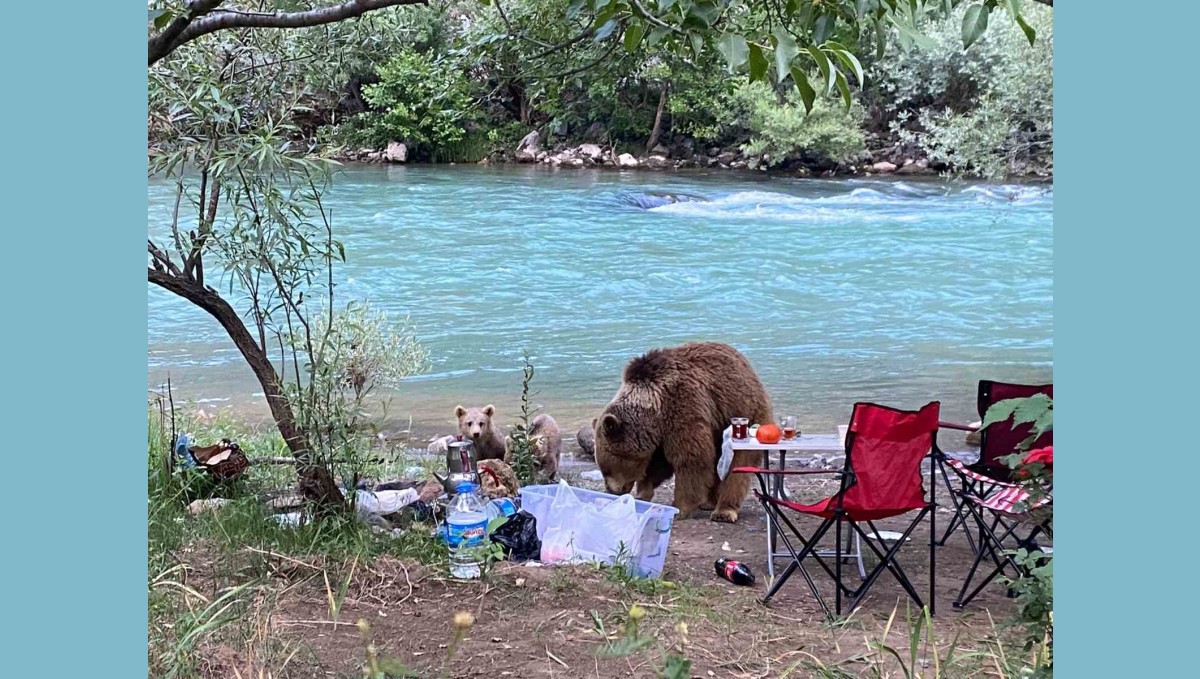 Anne ayı ve yavruları piknik sofrasına konuk oldu