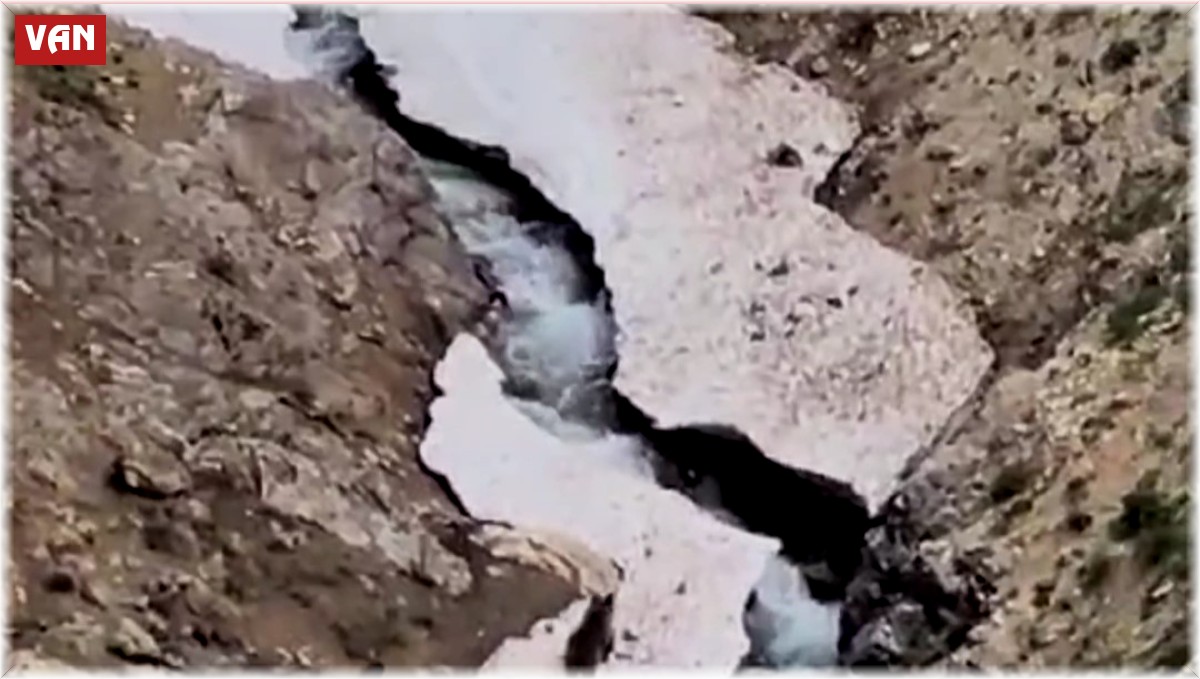 Anne ayı ve yavruları yiyecek ararken görüntülendi