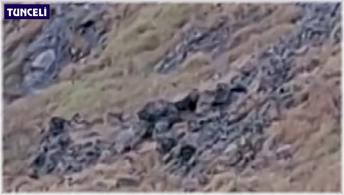 Anne ayı, yavrularını 2 erkek ayıya karşı korudu