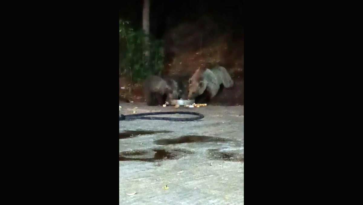 Anne ayı yavrularını da alıp geldi, karnını doyurdu