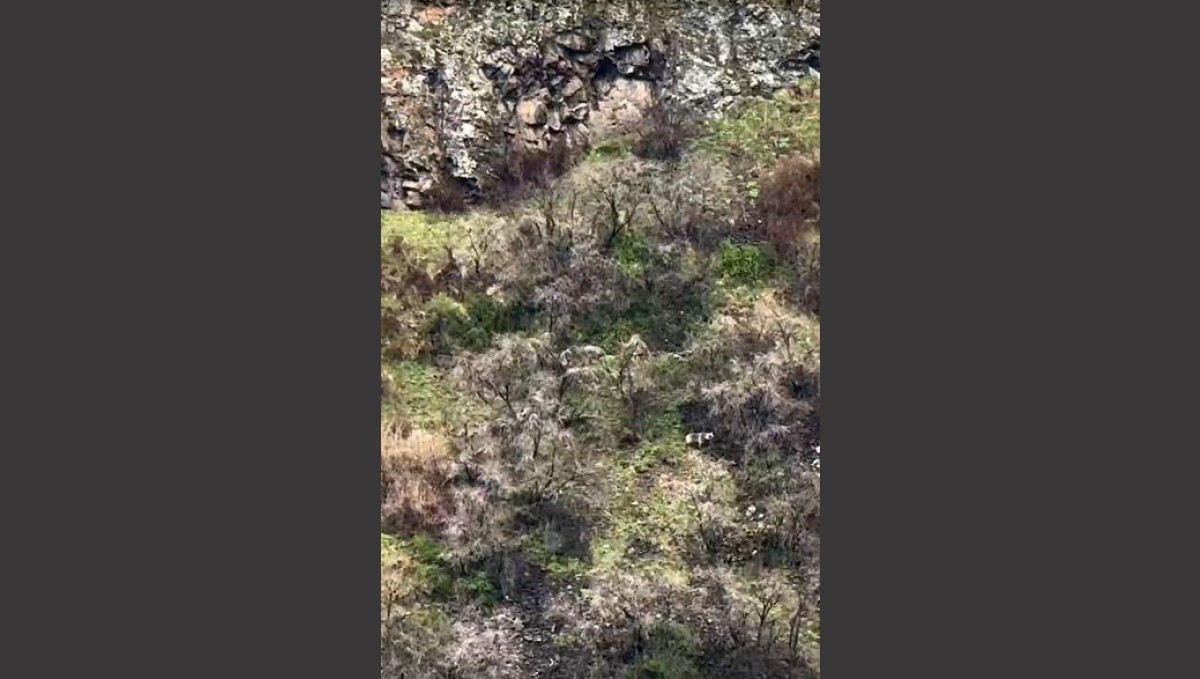 Anne boz ayı 2 yavrusuyla kayalıklarda ilerlerken görüntülendi