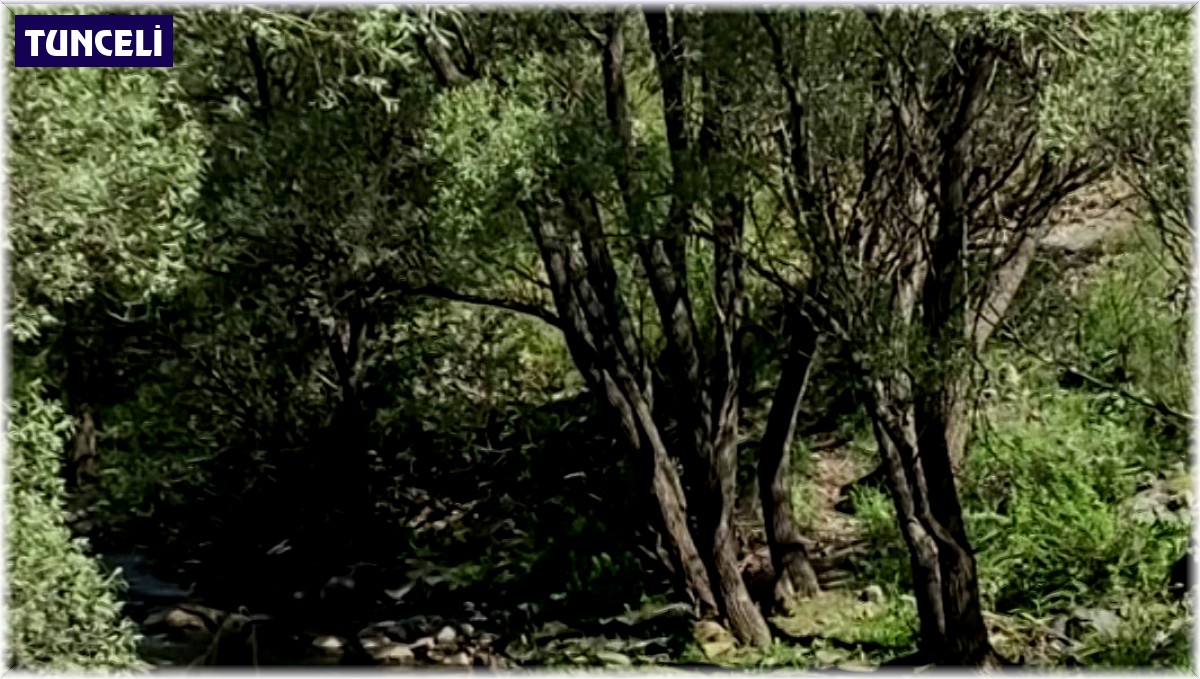 Anne bozayı ve 3 yavrusu su içti, vatandaşlar görüntüledi