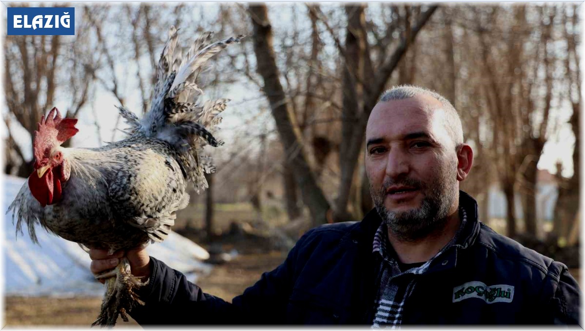 'Anne' diye bağıran horoz 'canını' kurtardı