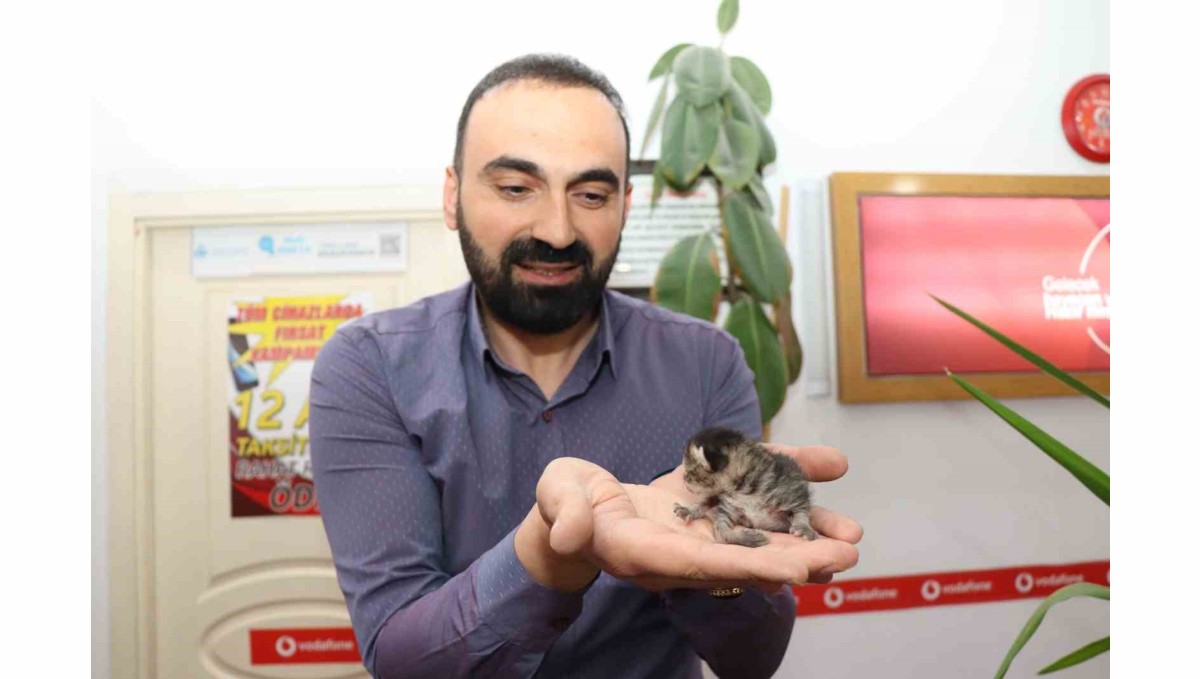 Anne kedi yavrusunu çekmecede doğurdu