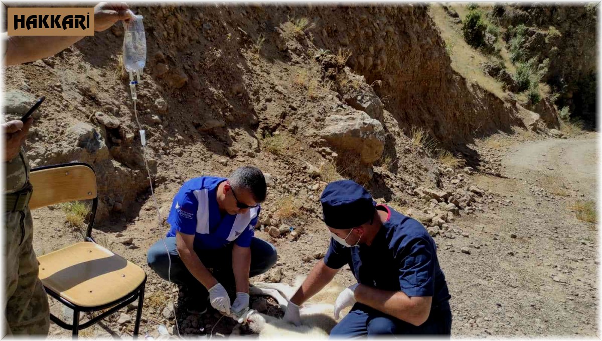 Anne köpeği yılan ısırdı