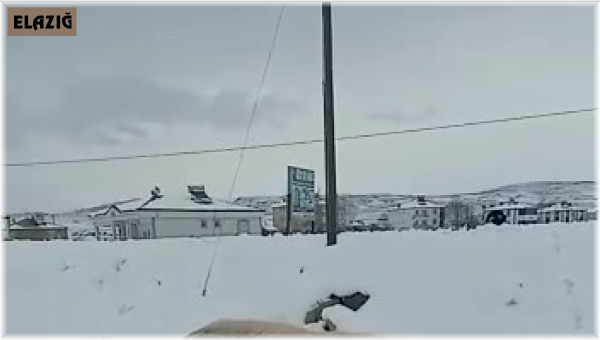 Anne köpek ölen yavrusunun başından ayrılmadı