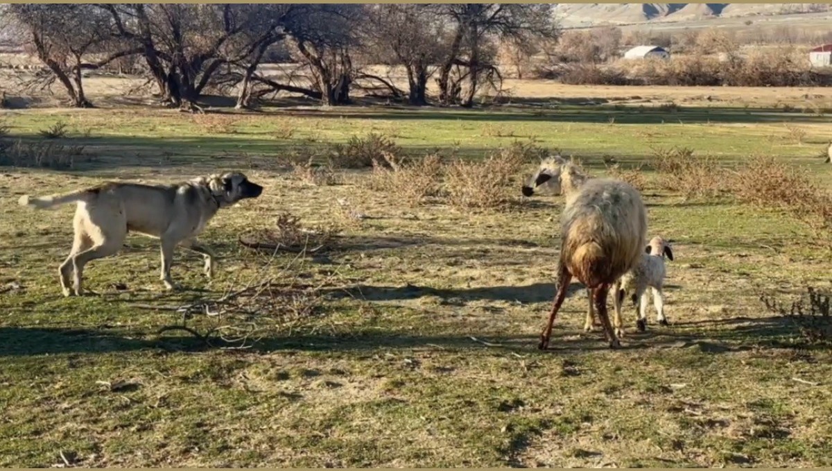Anne koyun kuzusunu korumak için köpeğe karşı siper oldu