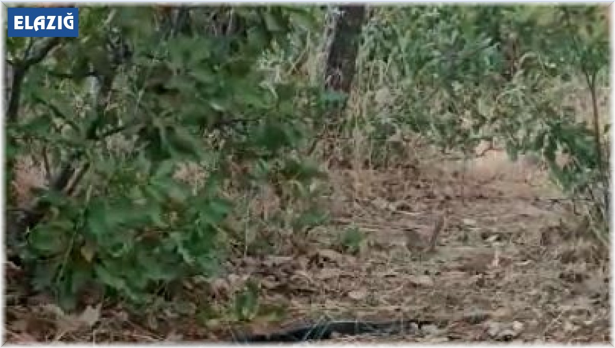 Anne kuş yuvasına girmek isteyen yılanın dikkatini böyle dağıttı