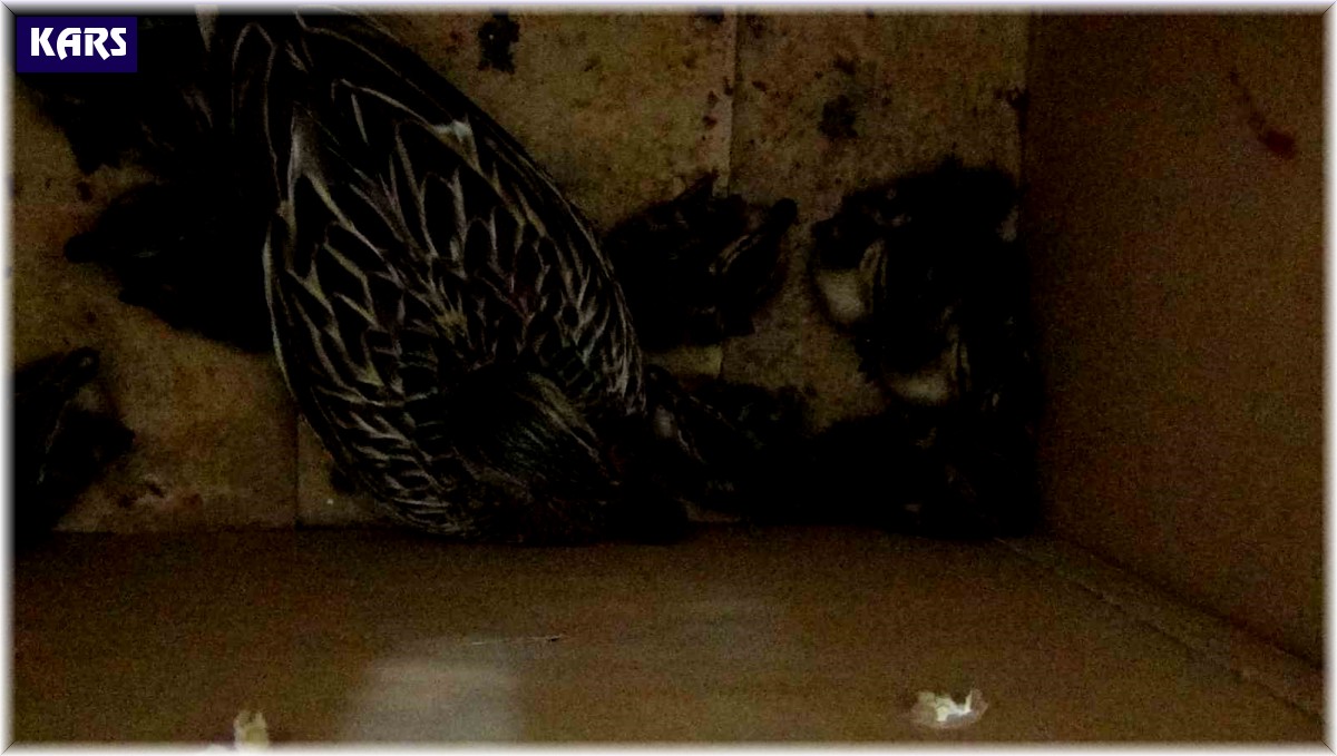 Anne ördek ve yavruları DKMP'ye teslim edildi