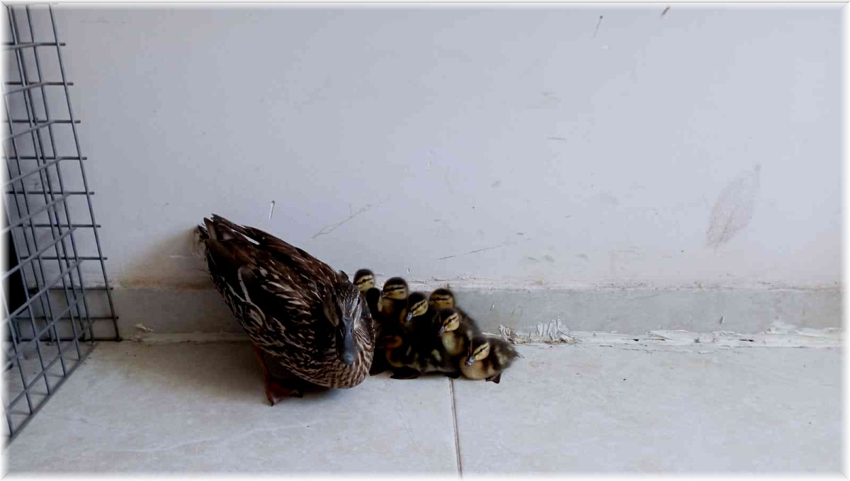 Anne ördek yavrularını bırakmadı