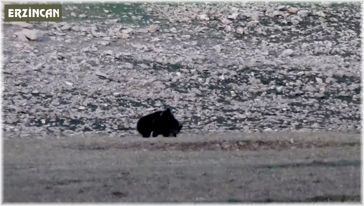 Anne ve yavru ayıların Munzurlarda kameraya yansıyan neşeli anları belgeselleri aratmadı