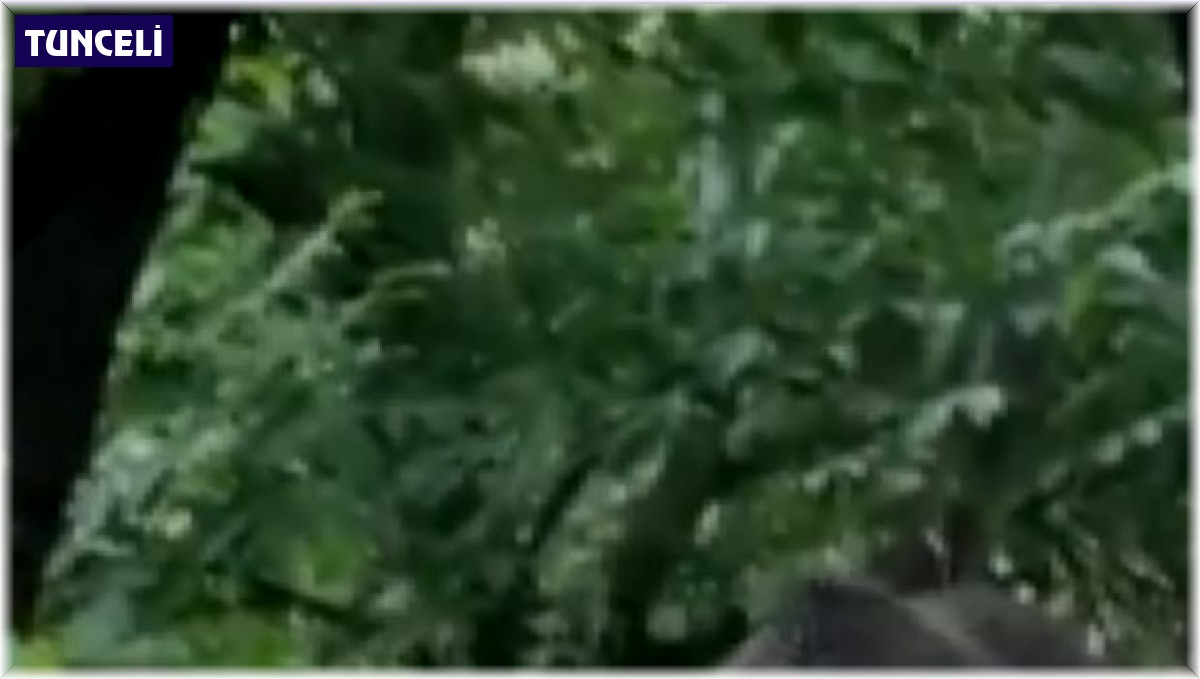 Anne ve yavru ayının dut keyfi