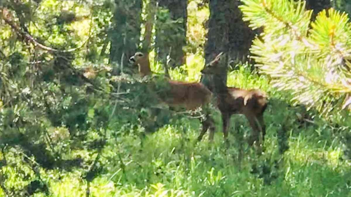 Anne ve yavru karaca ormanlık alanda gezinirken görüntülendi