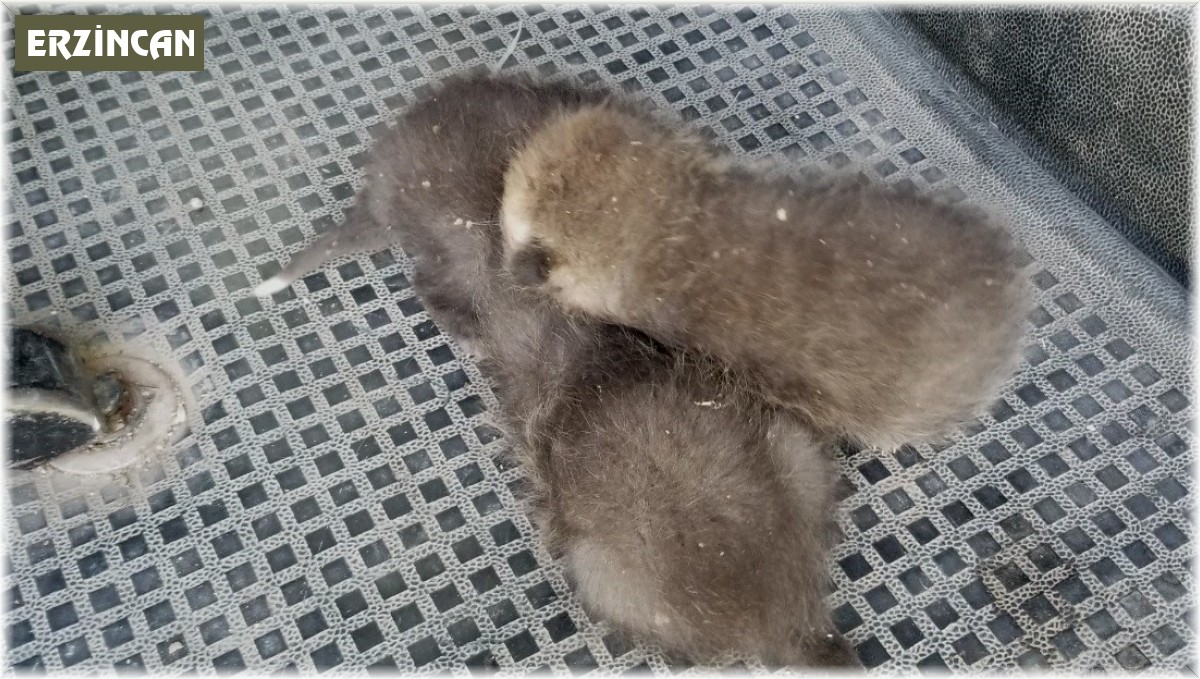 Anneleri telef olan 3 tilki yavrusu su arkında bulundu