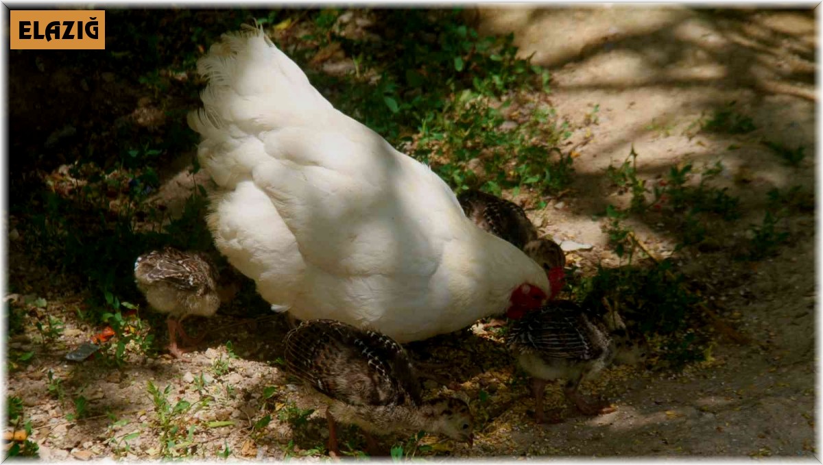 Annelik duygusu ağır bastı: Hindi yavrularını terk etti, tavuk sahiplendi