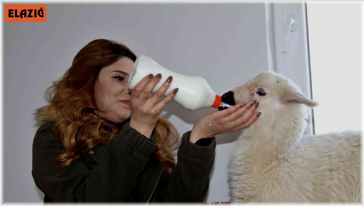 Annesi ölen 'Rıfkı'yı' ev ortamında biberonla besliyorlar