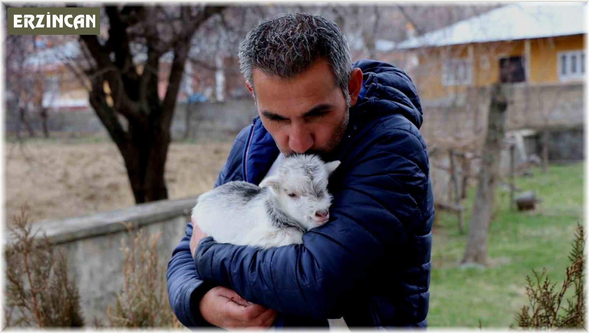 Annesini ayı yiyen ve ölmekten gazeteci tarafından kurtarılan keçi yavrusu büyüdü