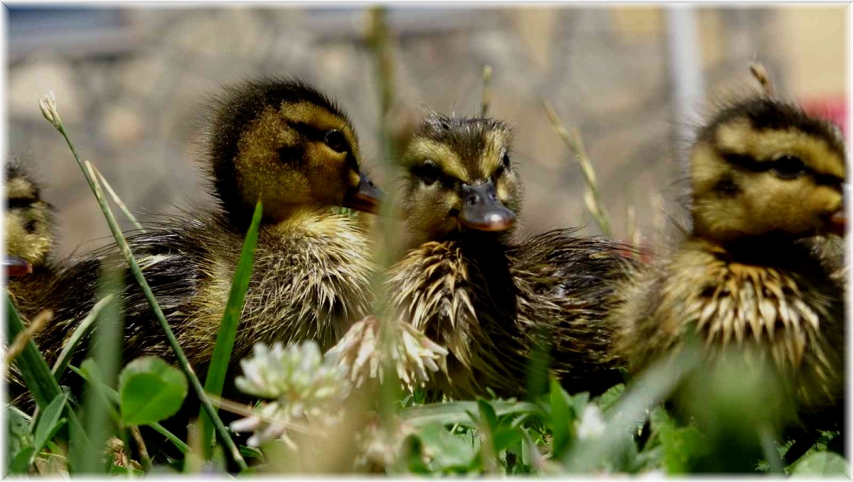 Annesini kaybeden yaban ördeği yavrularına kreş hizmeti