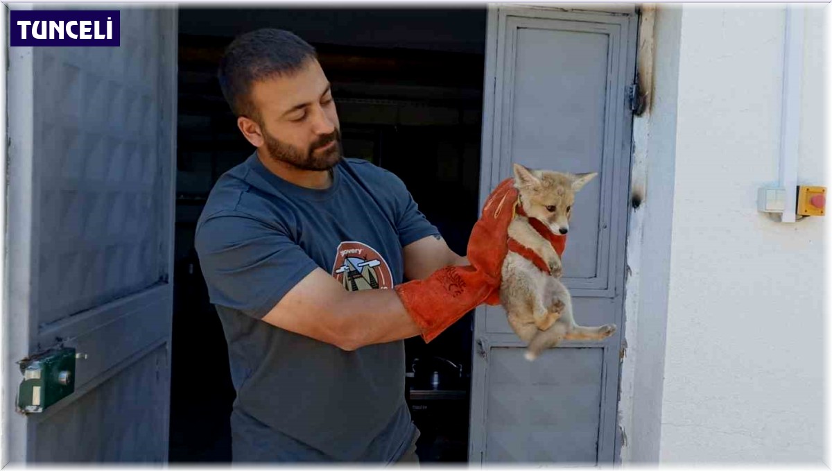 Annesini kaybeden yavru tilki, doğa korumaya emanet