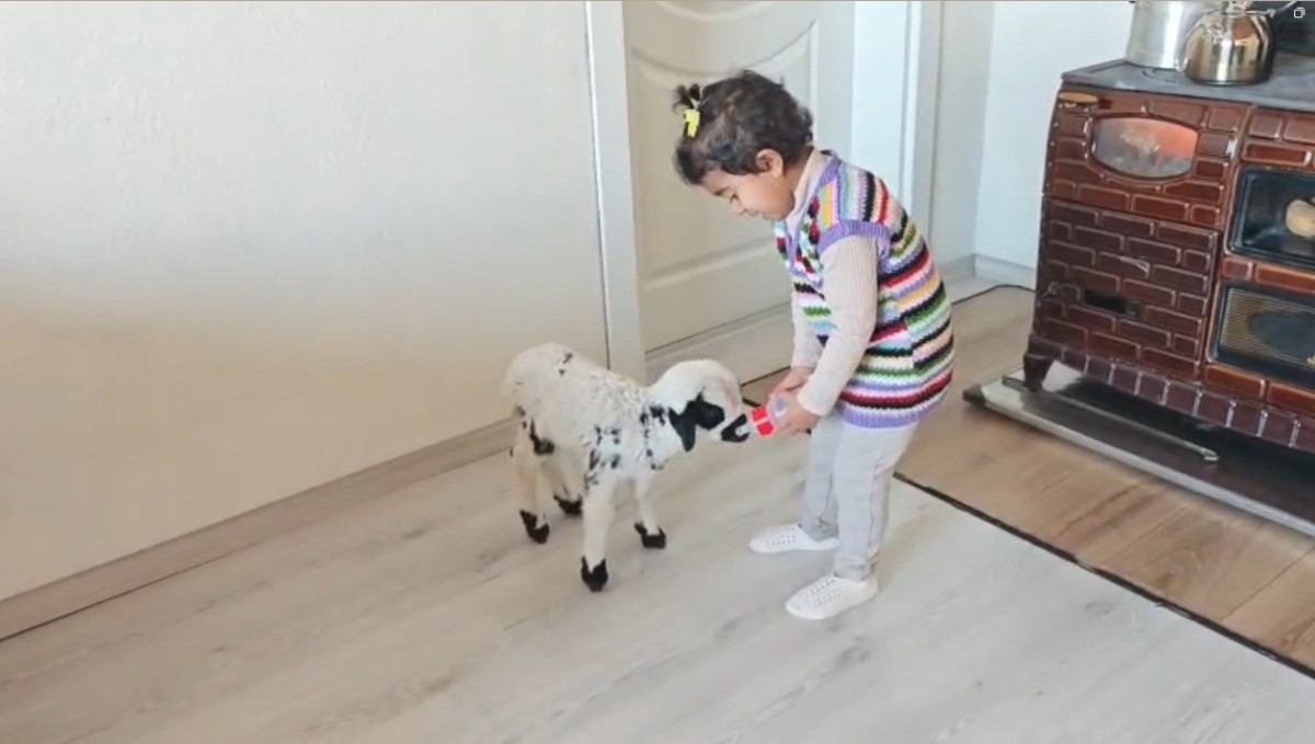 Annesinin reddettiği kuzuya 3 yaşındaki Ezo'nun şefkati yürekleri ısıttı