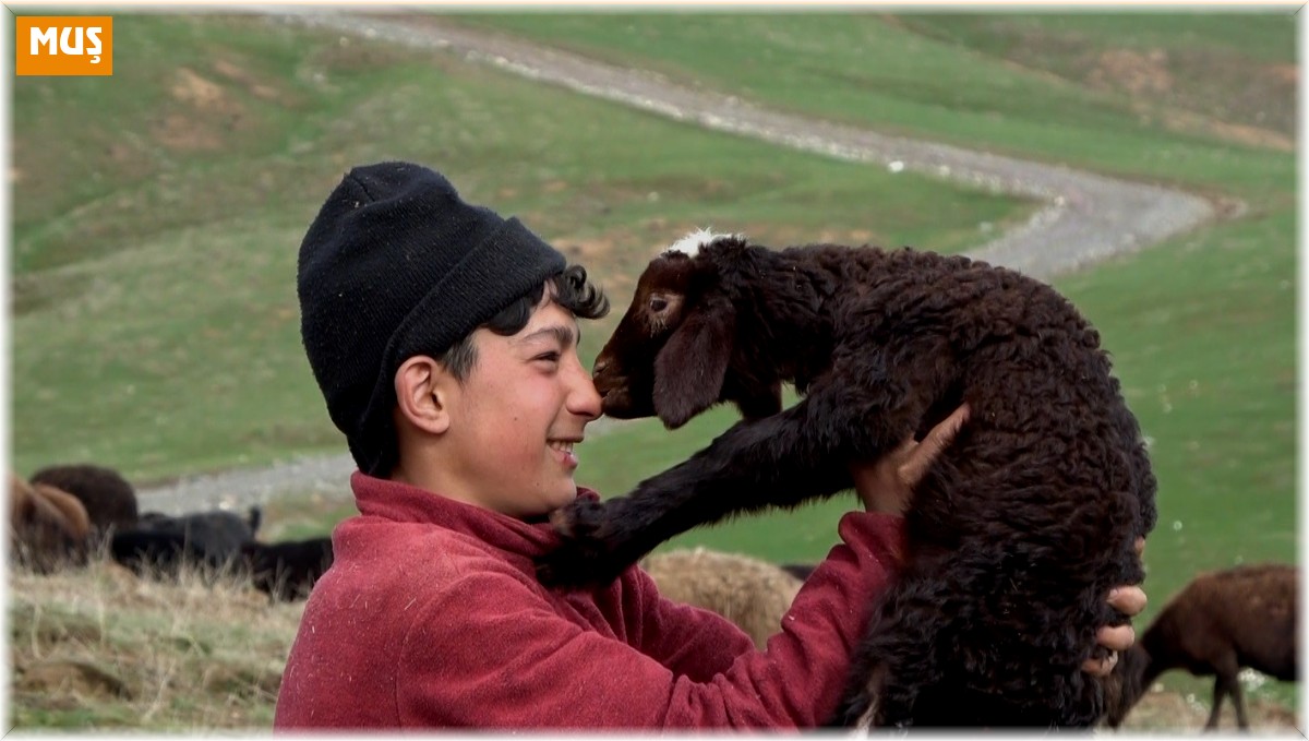 Annesinin reddettiği kuzuya küçük çoban sahip çıktı