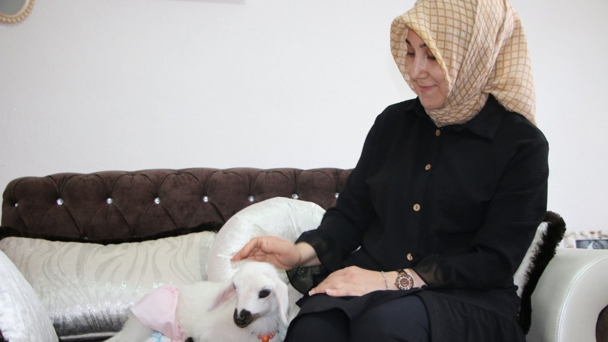 Annesinin reddettiği kuzuya, sağlıkçı şefkati