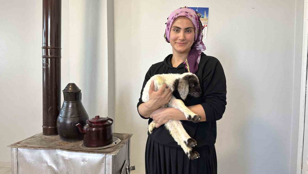 Annesiz kalan kuzu ailenin 'Umut'u oldu