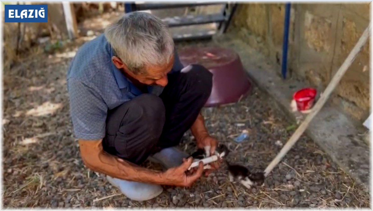 Annesiz kalan yavru kedileri şırınga ile besliyor