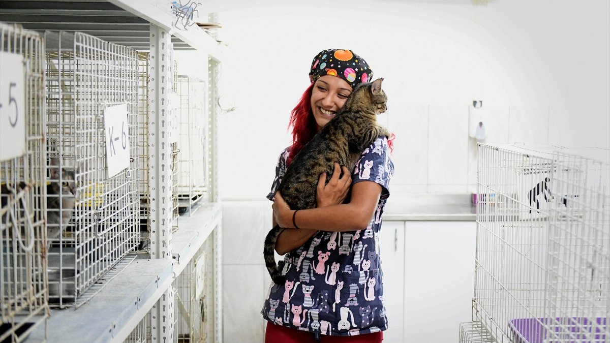 Antalya'da kedilere sıcak hava tehlikesine karşı klimalı oda