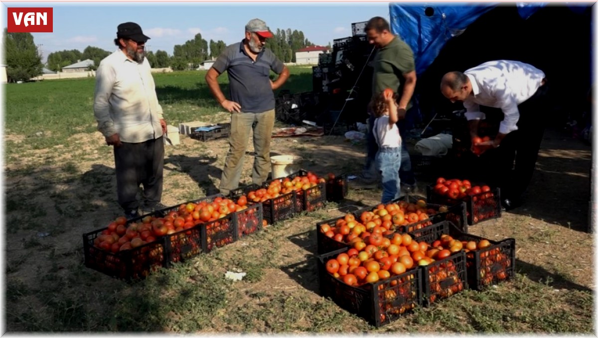 Antalya'nın ihraç domatesi Erciş'te hayat buldu