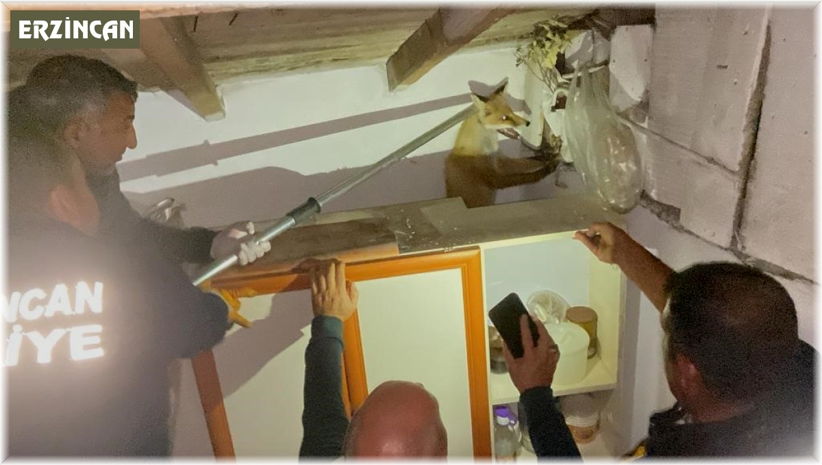 Apartmanın çatısında mahsur kalan tilkiyi itfaiye kurtardı