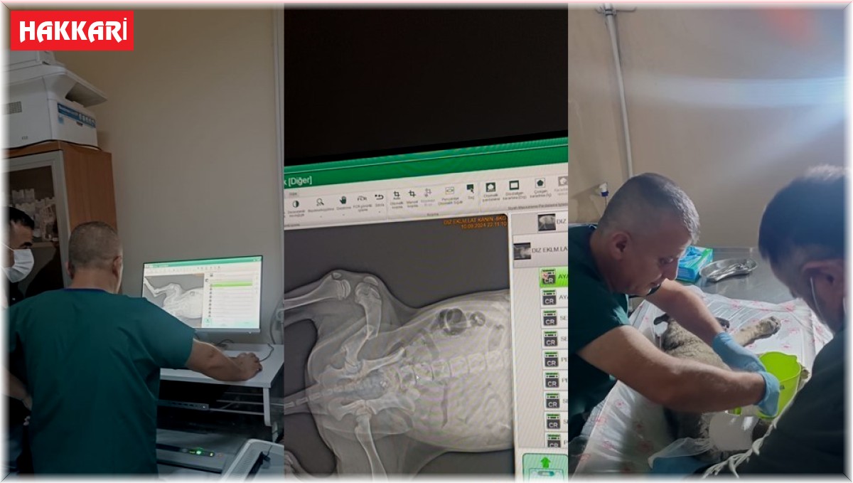 Araba çarpan yavru köpek için seferber oldular