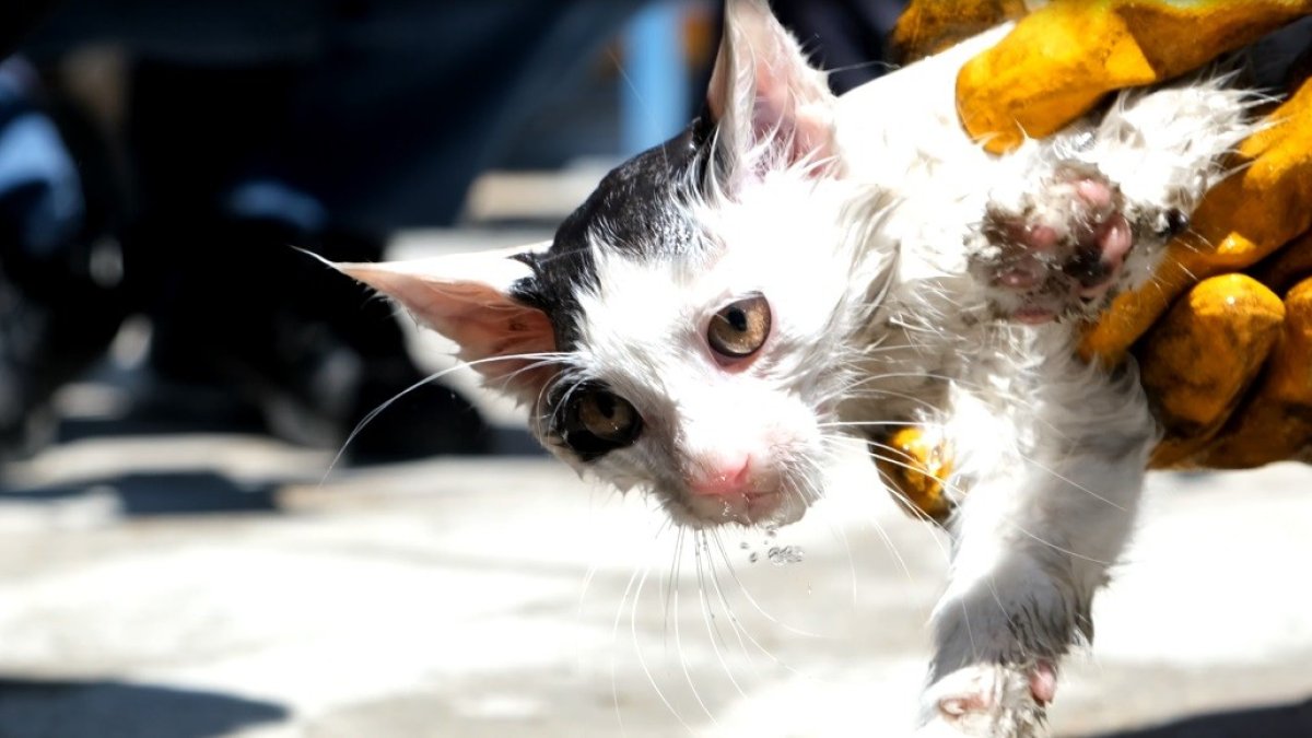 Arabanın kapısına sıkışan yavru kediyi itfaiye kurtardı