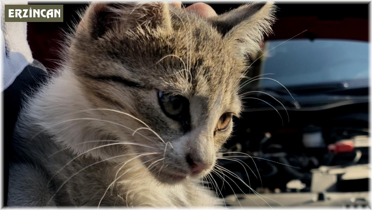 Araç sürücülerine "Küçük dostlarımız için kaputa vur" uyarısı