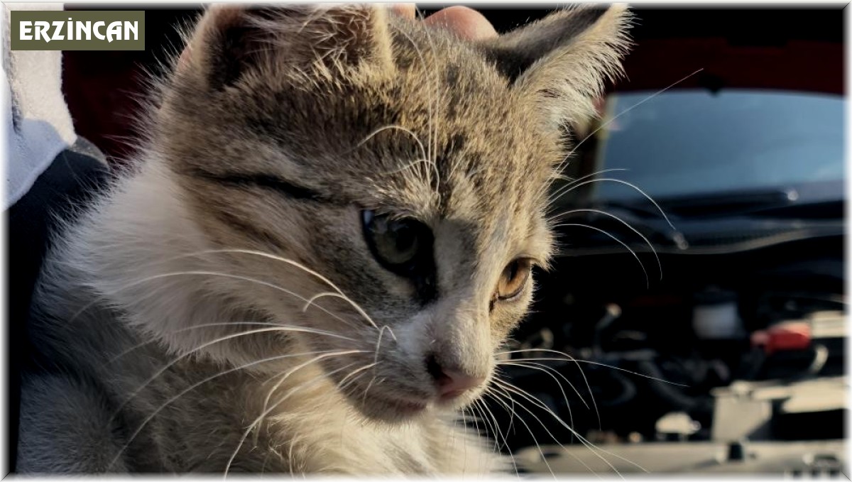 Araç sürücülerine "Küçük dostlarımız için kaputa vur" uyarısı