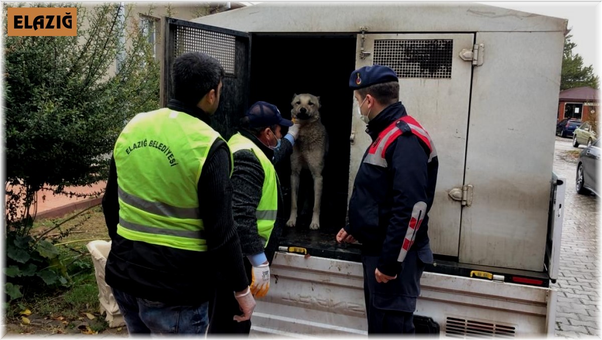 Aracın arkasına bağlanıp eziyet edilen köpek bakıma alındı