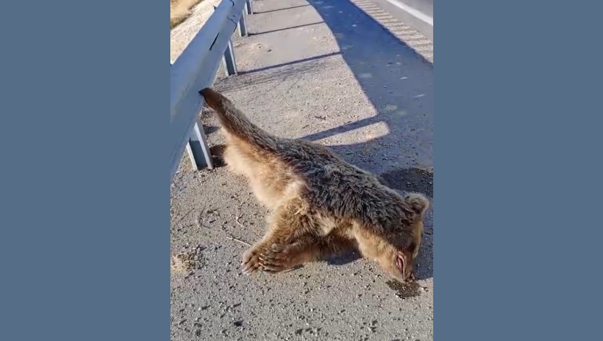 Aracın çarptığı ayı telef oldu