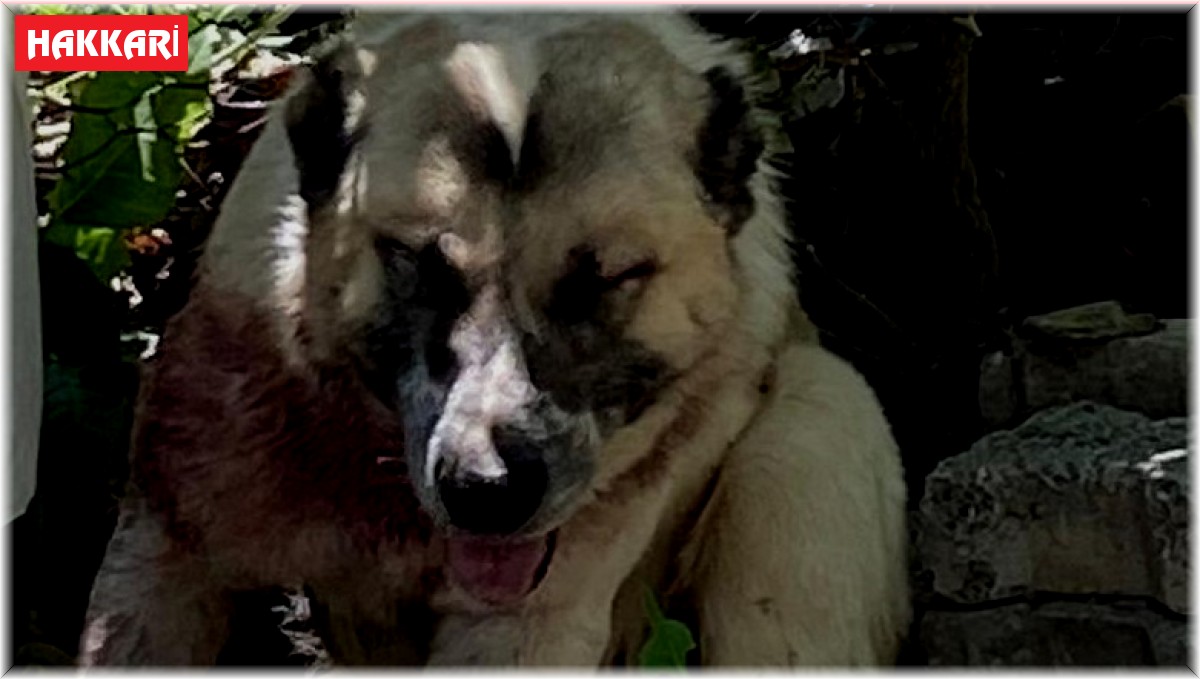 Aracın çarptığı çoban köpeğine cerrahi müdahale