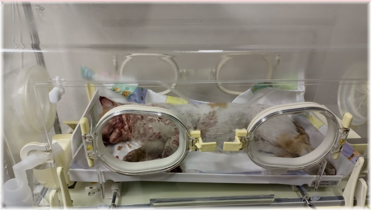 Aracın çarptığı kedi tedavi altına alındı