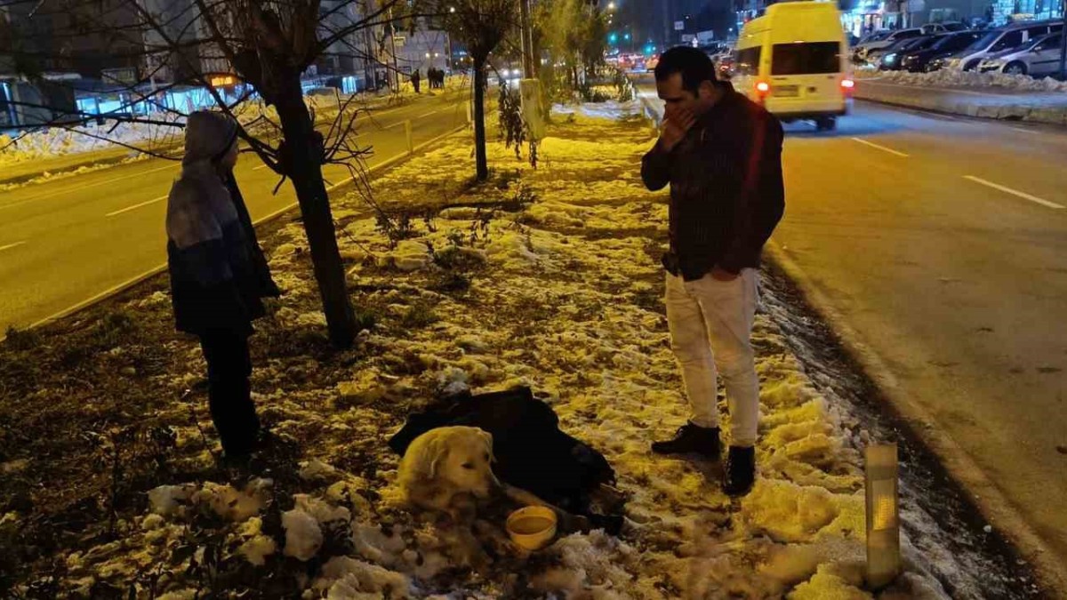 Aracın çarptığı köpeğin başından bir an olsun ayrılmadı