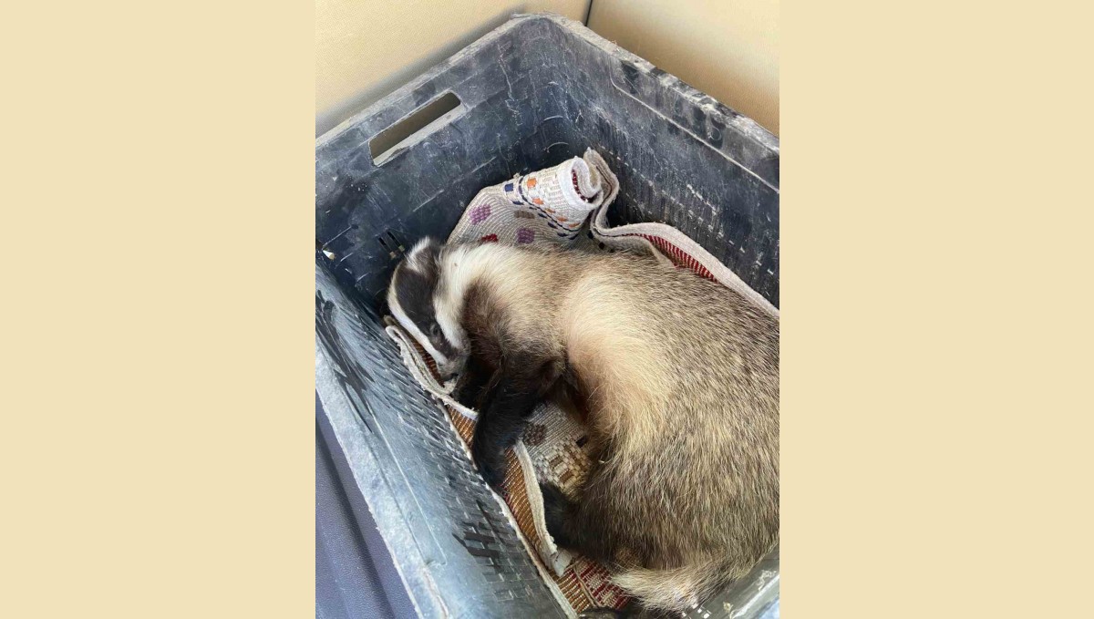 Aracın çarptığı porsuk yaralandı