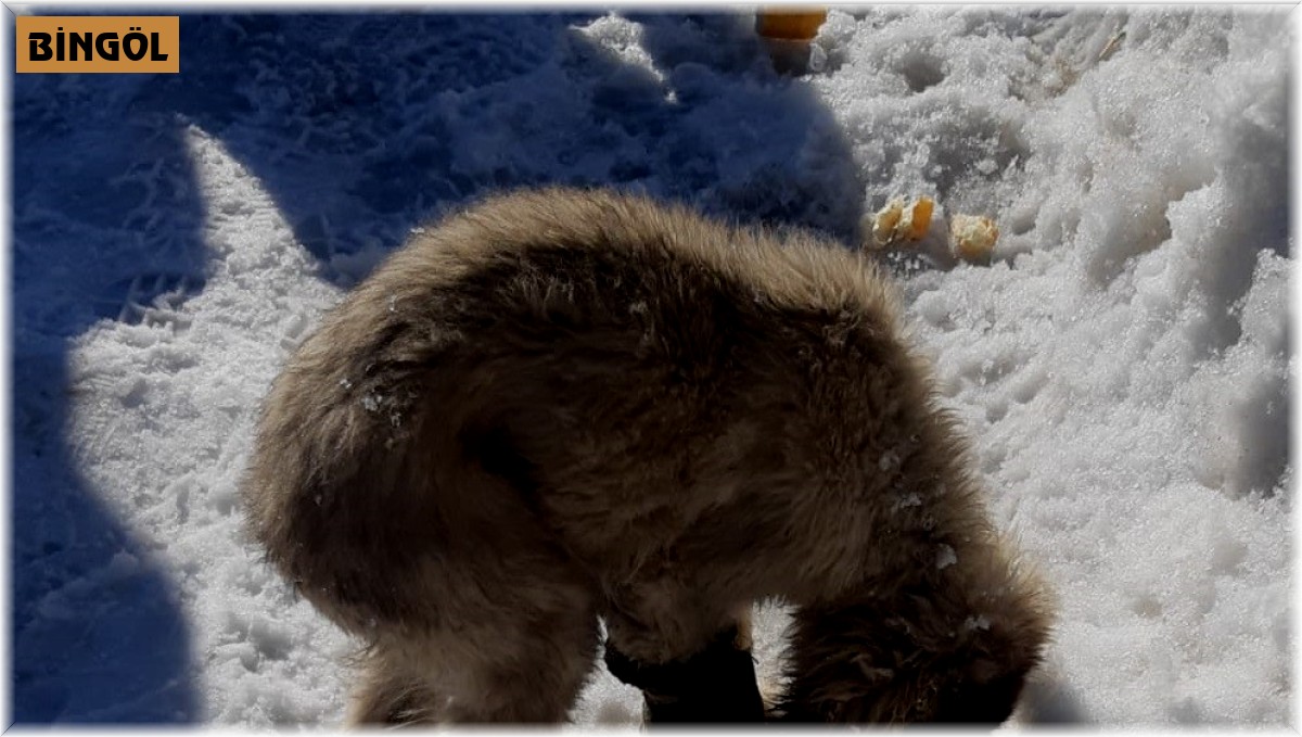 Aracın çarptığı yavru köpek için vatandaşlar seferber oldu