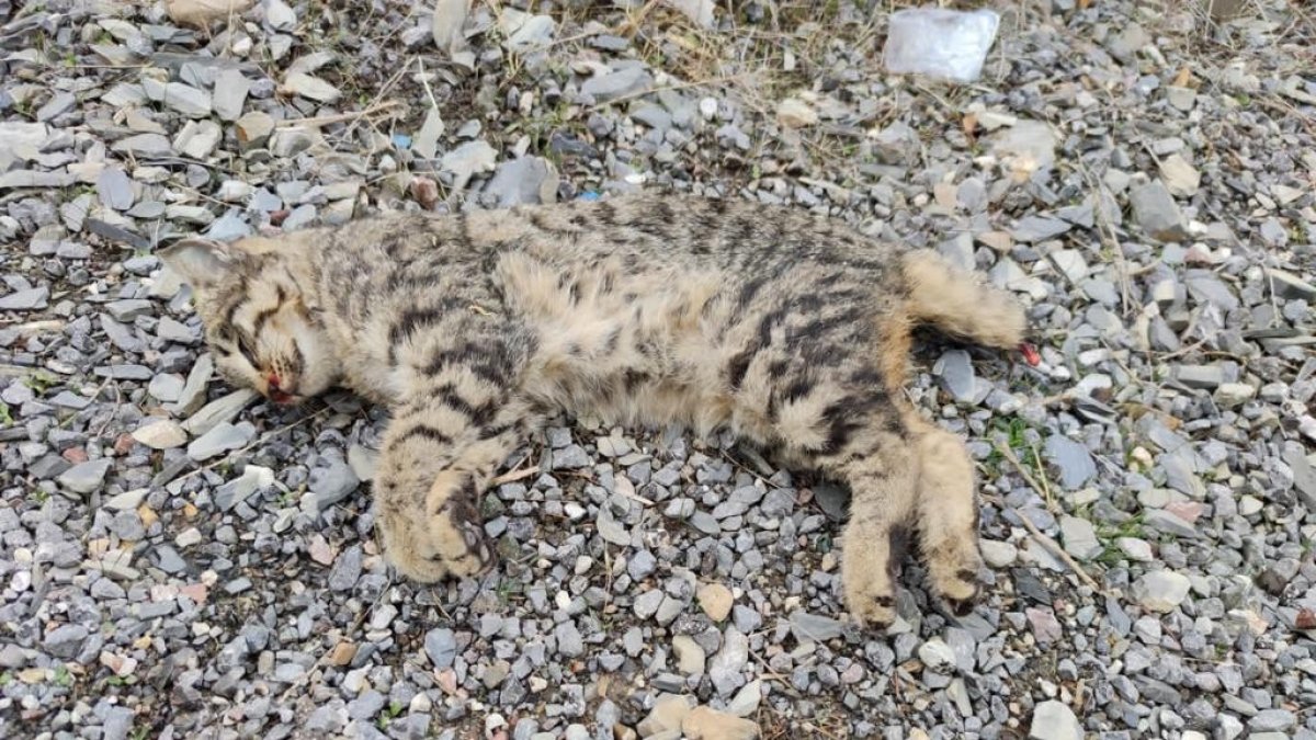 Aracın çarptığı yavru vaşak öldü