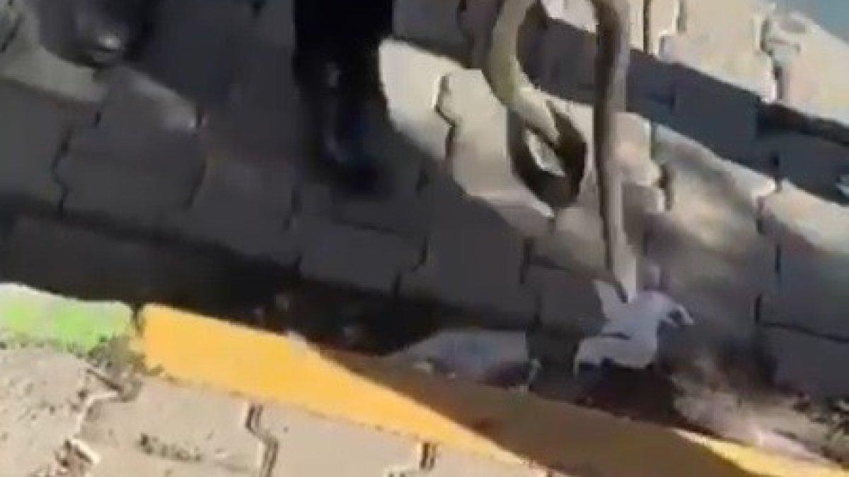 Aracın motor kısmına giren yılan itfaiye tarafından çıkarıldı