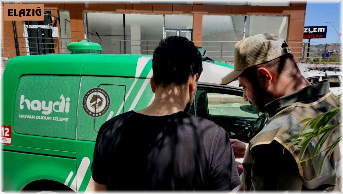 Aracıyla ezdiği kediyi ölüme terk eden şahsa ceza