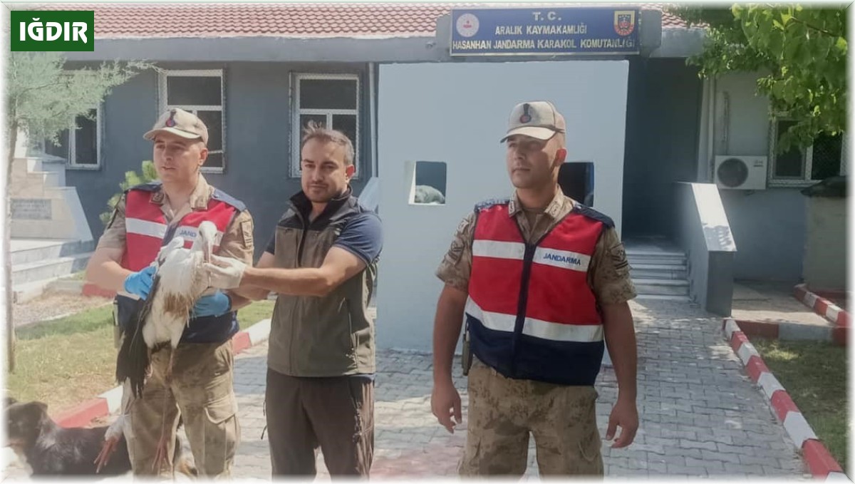 Aralık ilçesinde bulunan leylek koruma altına alındı