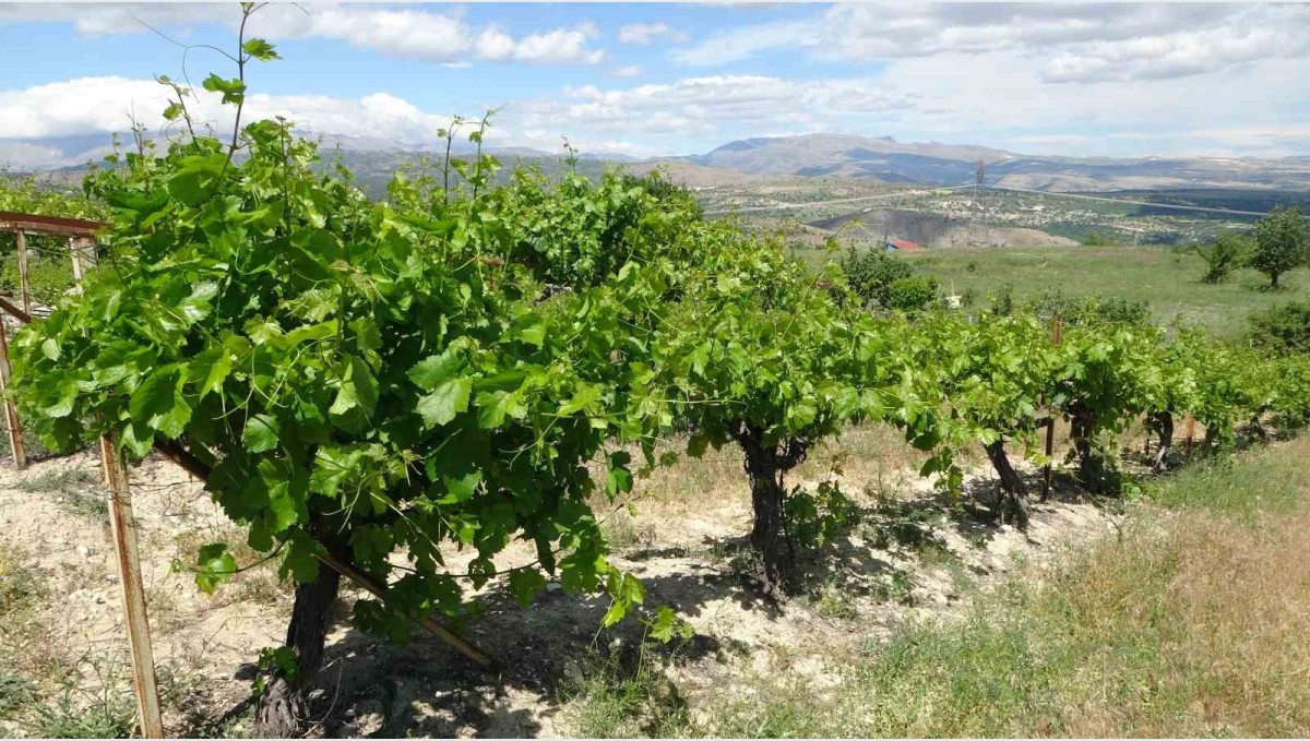 Arapgir'de bağlardan üzüm değil, yaprak toplanıyor