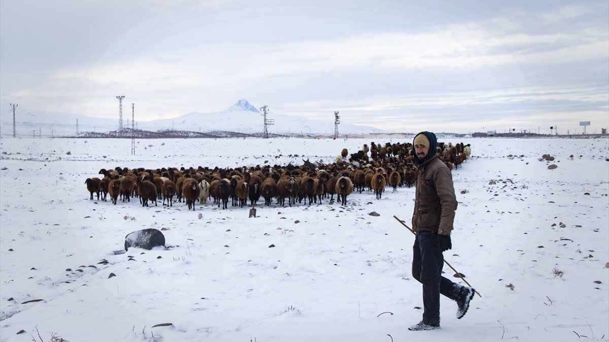 Aras Dağları'ndaki çiftçiler 'beyaz esaret'e rağmen hayvanlarının bakımını aksatmıyor