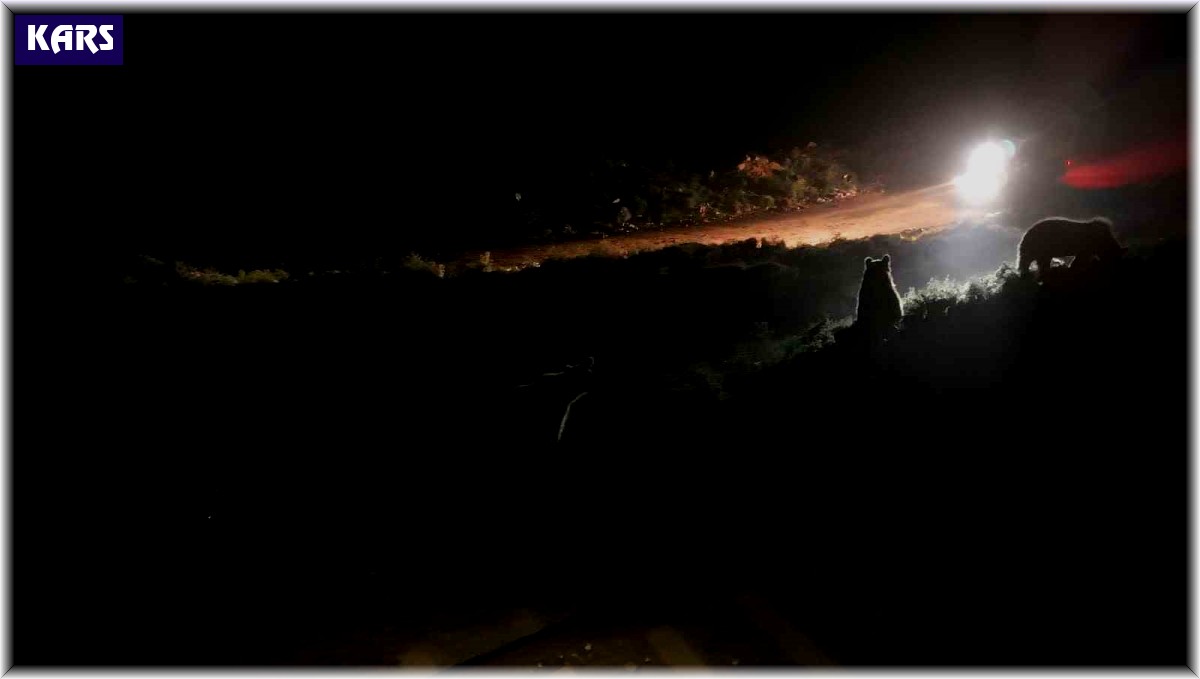 Aras elektrik ekipleri ayı sürüsü ile karşılaştı